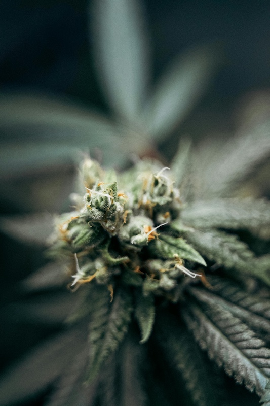 Doobie's Buds, Bristol VA, Bristol TN, 420, smoke shop vape, plant Doobie's Buds, Bristol VA, Bristol TN, 420, smoke shop vape, plant